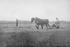 Historical Uses of a Sedge Meadow Historical Uses of a Sedge Meadow